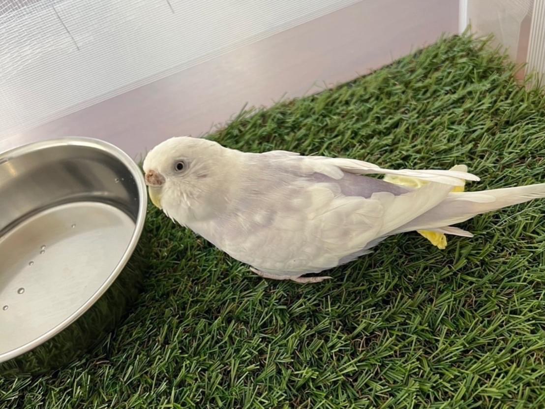保護された鳥 保護された鳥