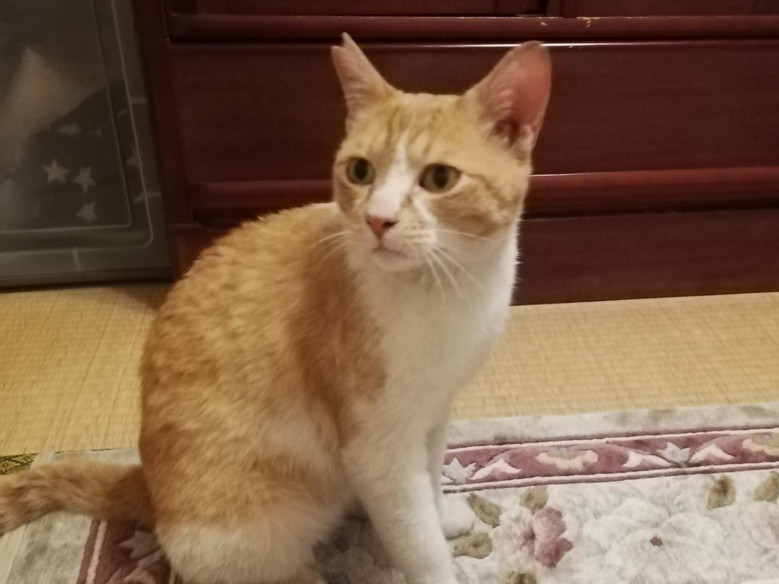 保護された猫 保護された猫