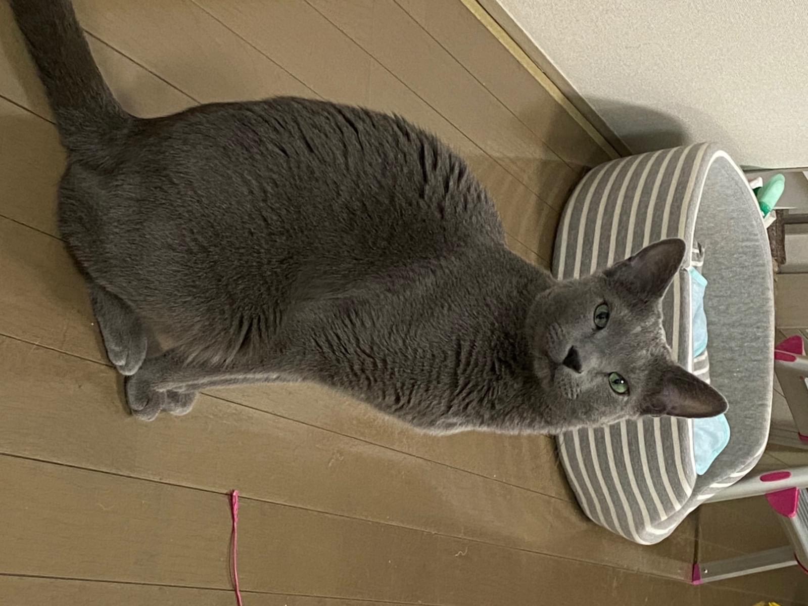 トムちゃん トムちゃん
