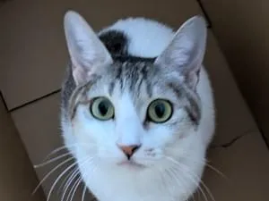 ブチ模様のサバ猫を探しています。