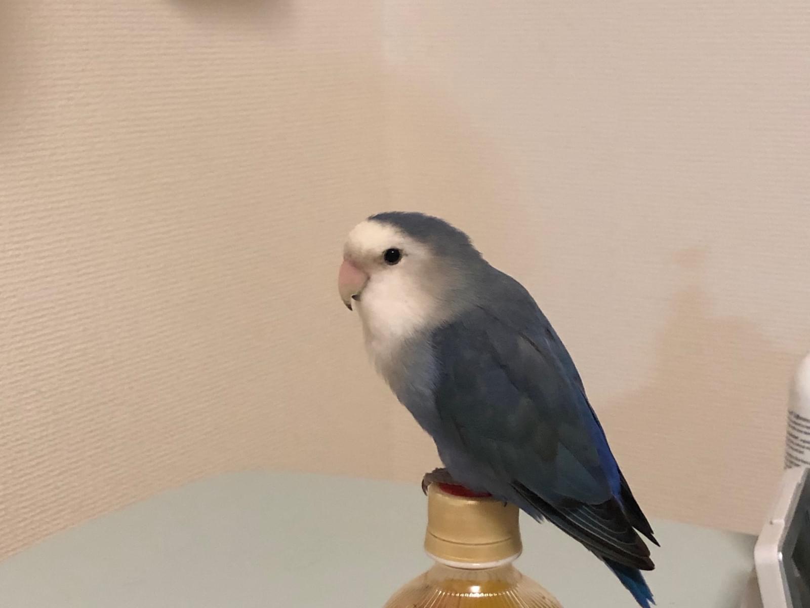ピノちゃん ピノちゃん