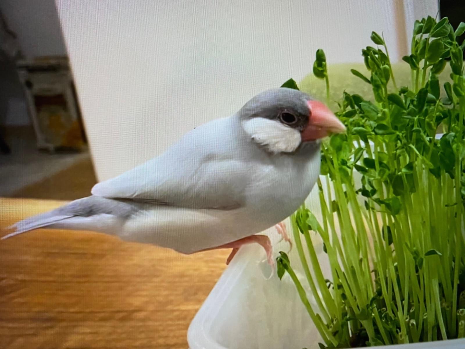 ぶんちゃん ぶんちゃん