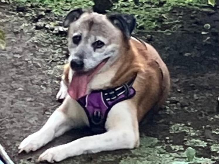 目撃された犬 目撃された犬
