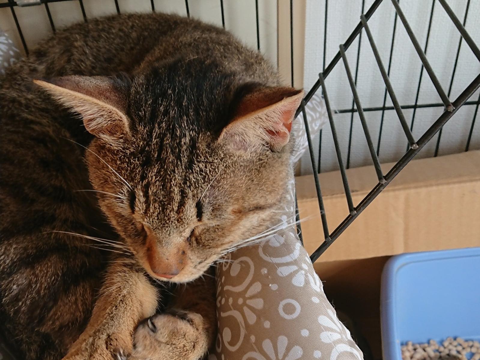 保護された猫 保護された猫