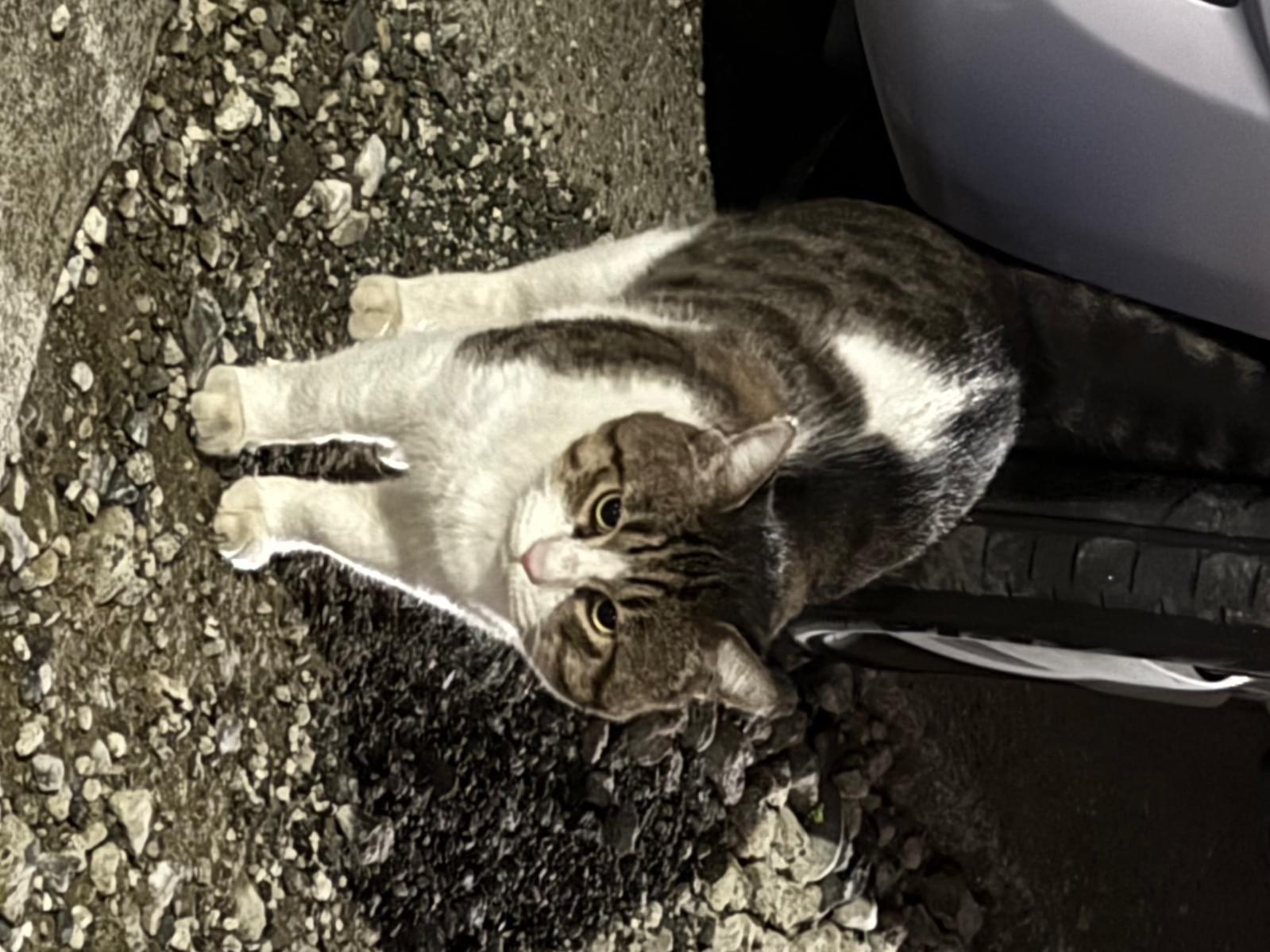目撃された猫 目撃された猫