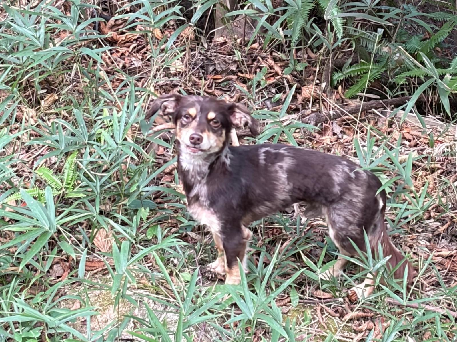 目撃された犬 目撃された犬