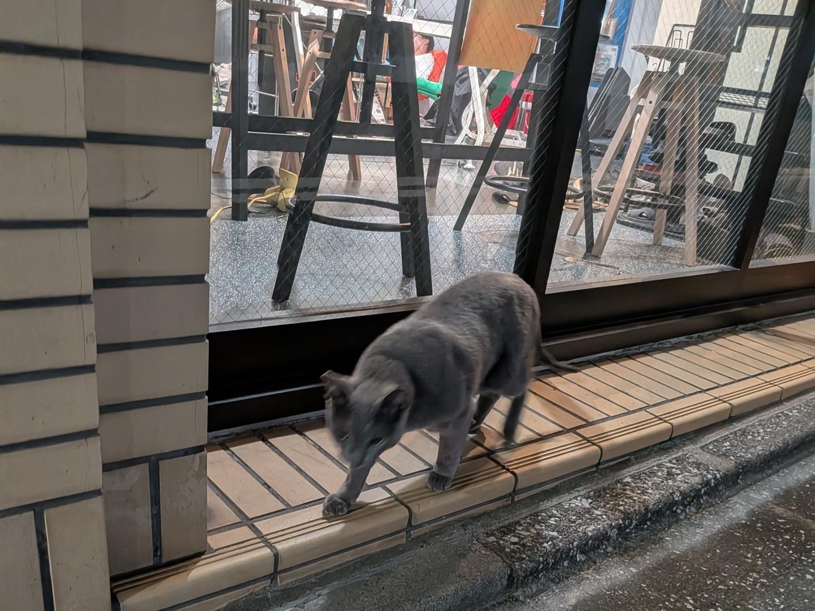 目撃された猫