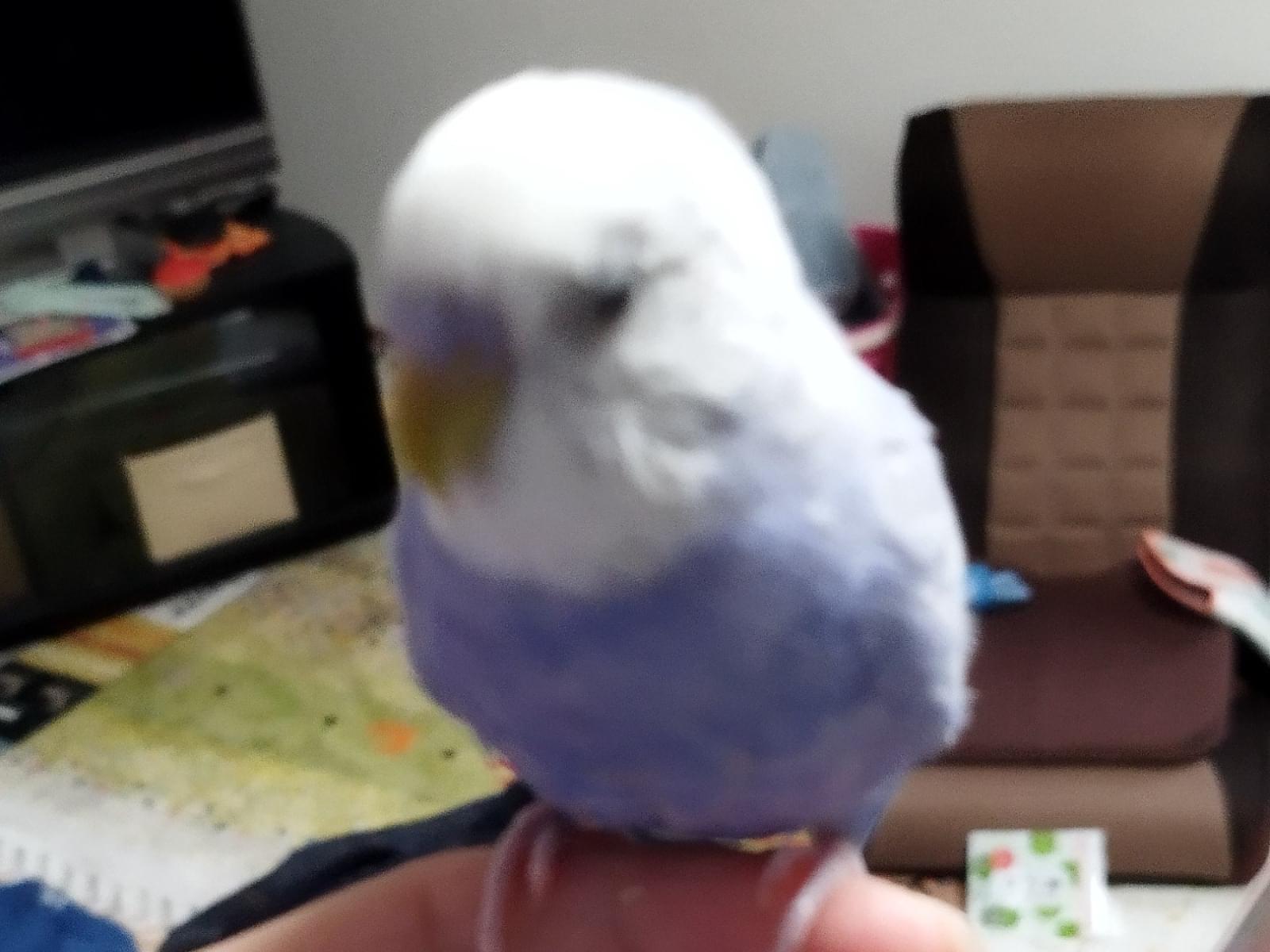 保護された鳥 保護された鳥