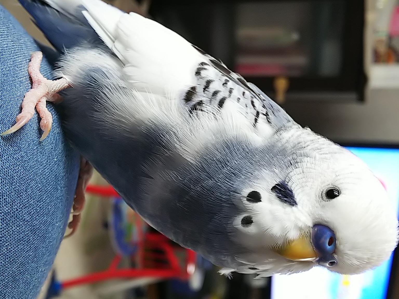 チュンちゃん チュンちゃん