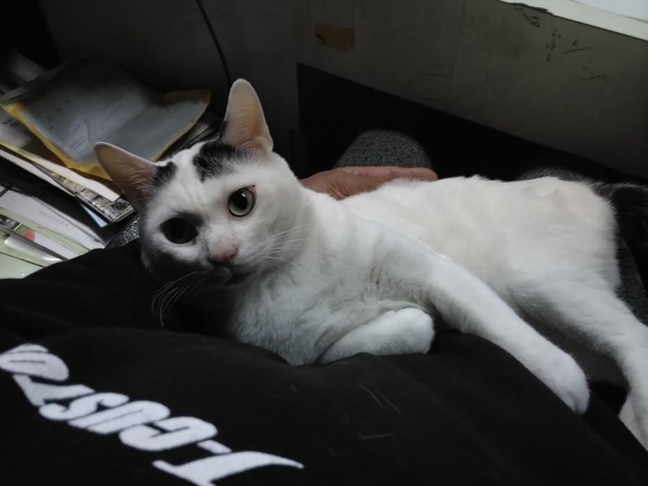 シロちゃん シロちゃん