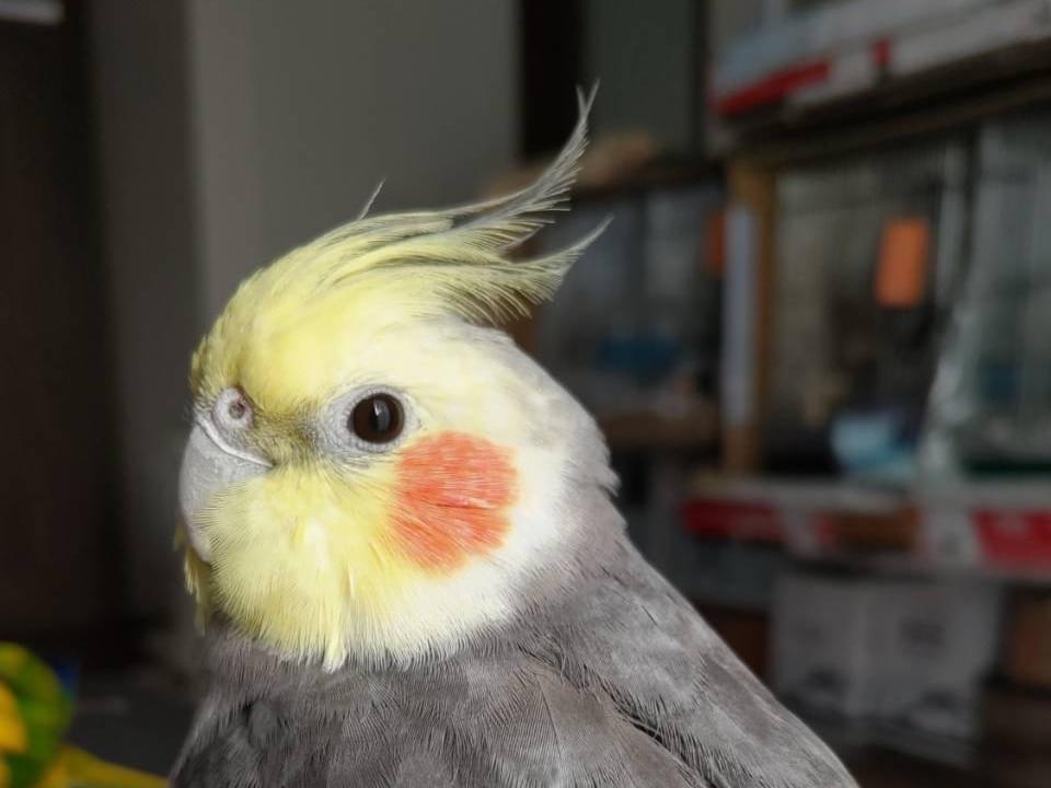 クレちゃん