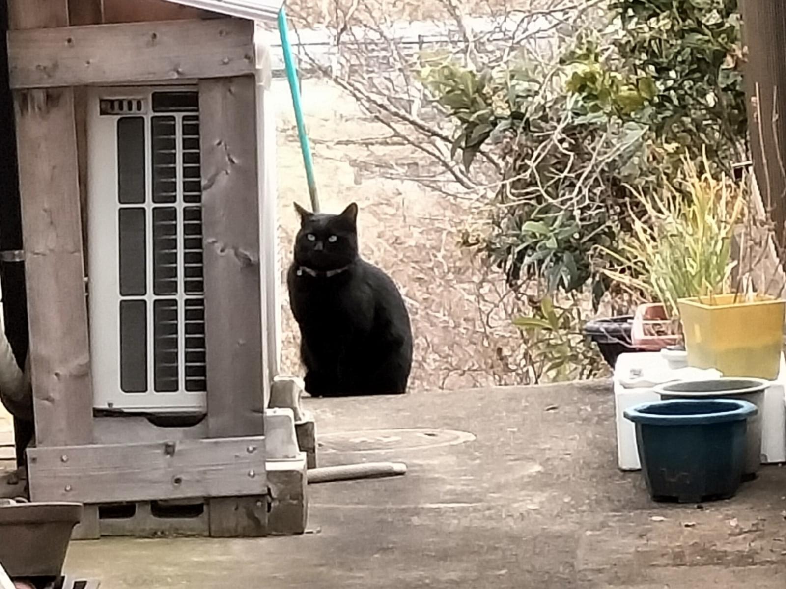 目撃された猫 目撃された猫