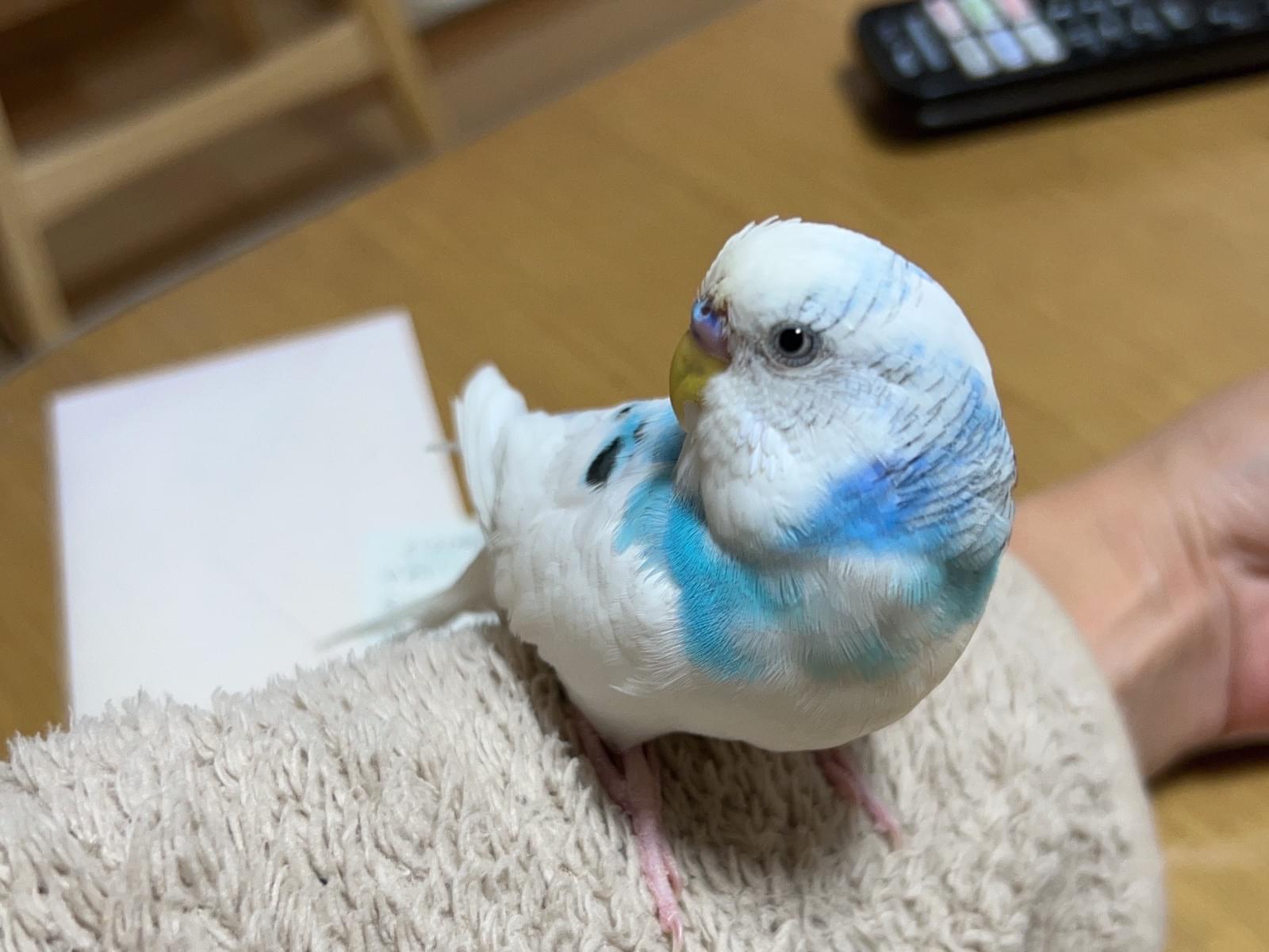 クルクルちゃん クルクルちゃん