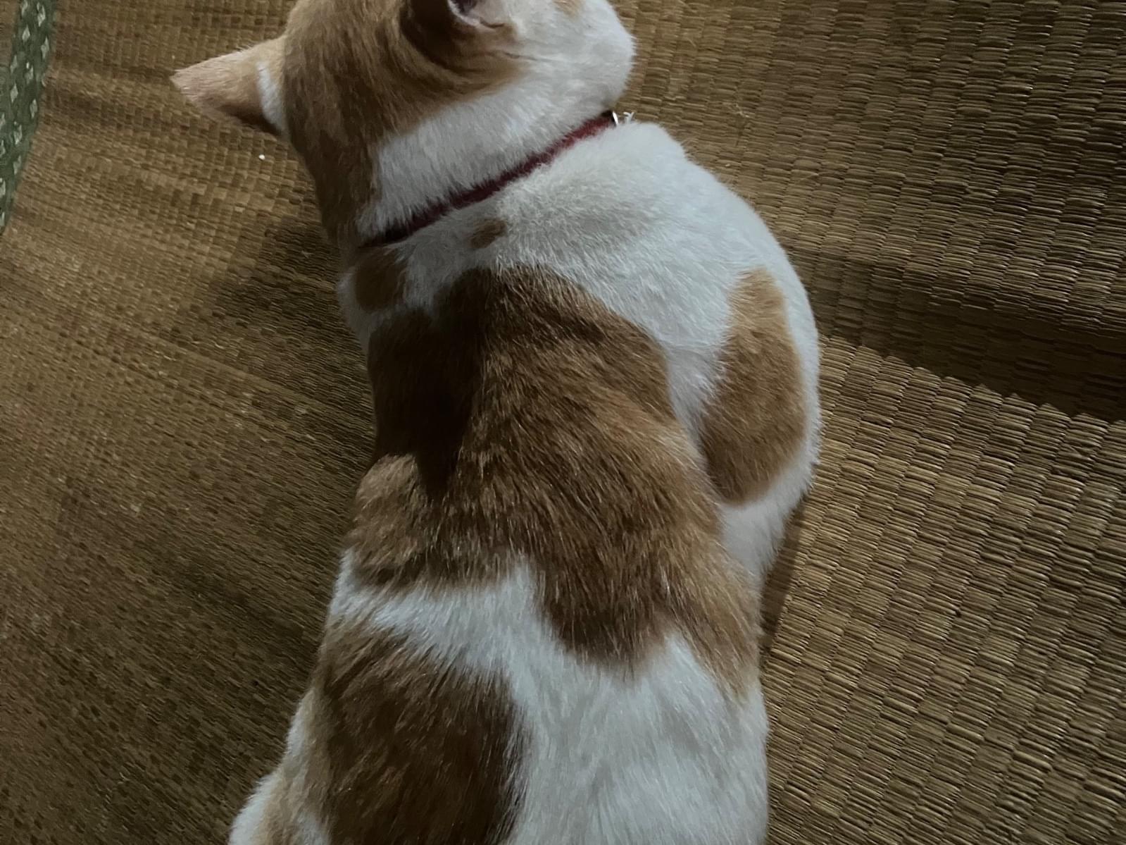 チャタオちゃん チャタオちゃん