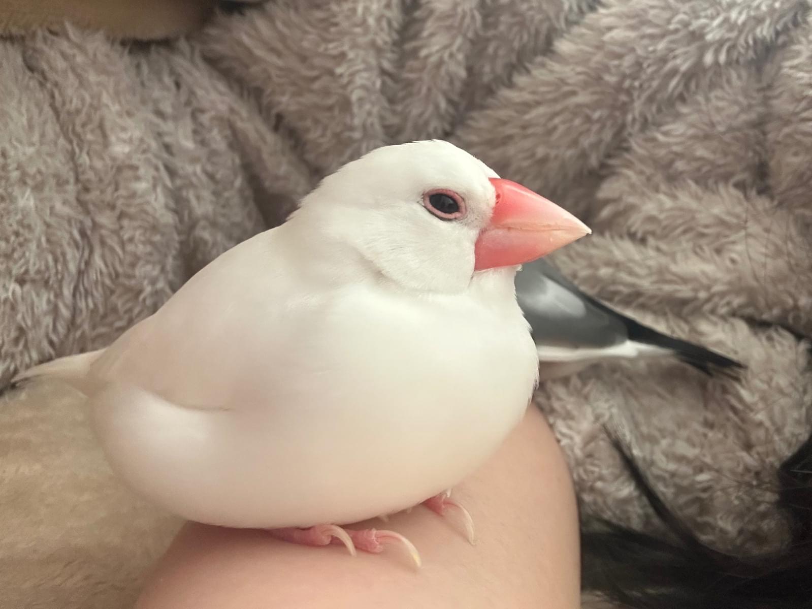 おもちちゃん おもちちゃん