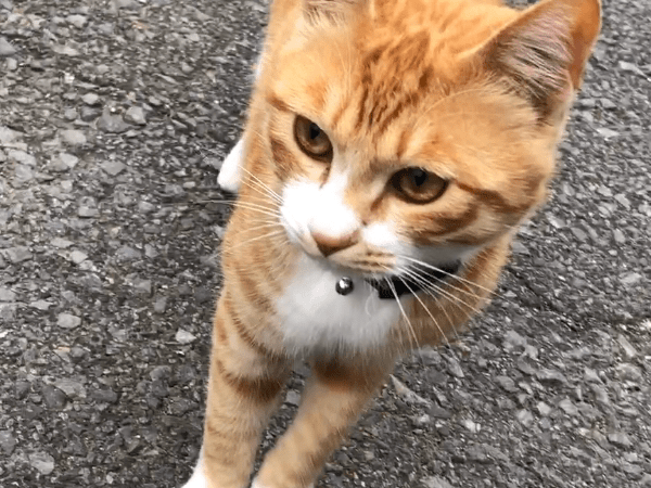 きなこちゃん きなこちゃん