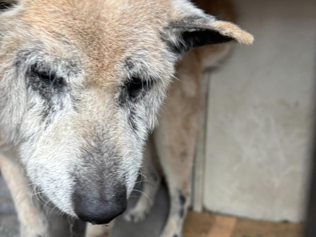 目撃された犬 目撃された犬