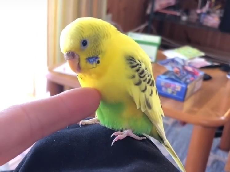 きぃちゃん きぃちゃん