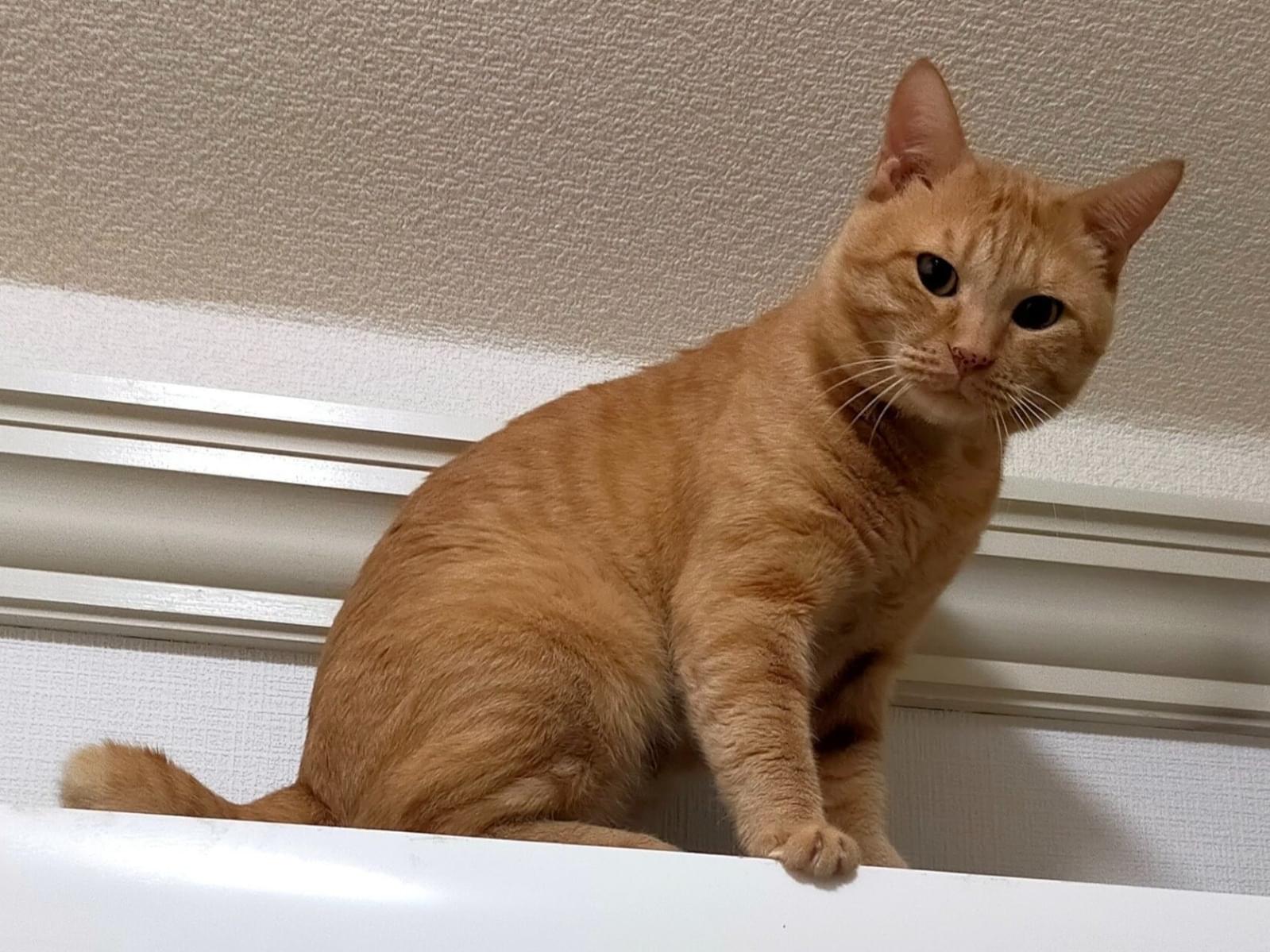 にゃんたちゃん