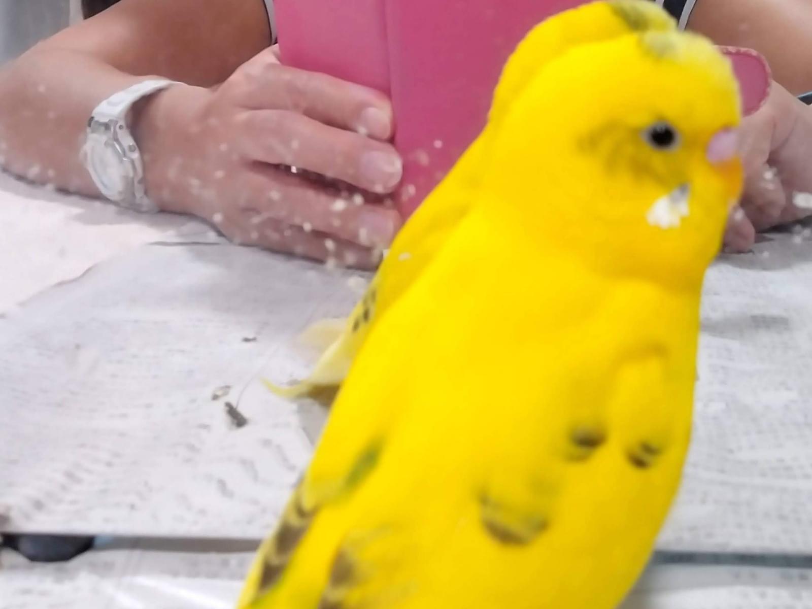 ピーチちゃん ピーチちゃん