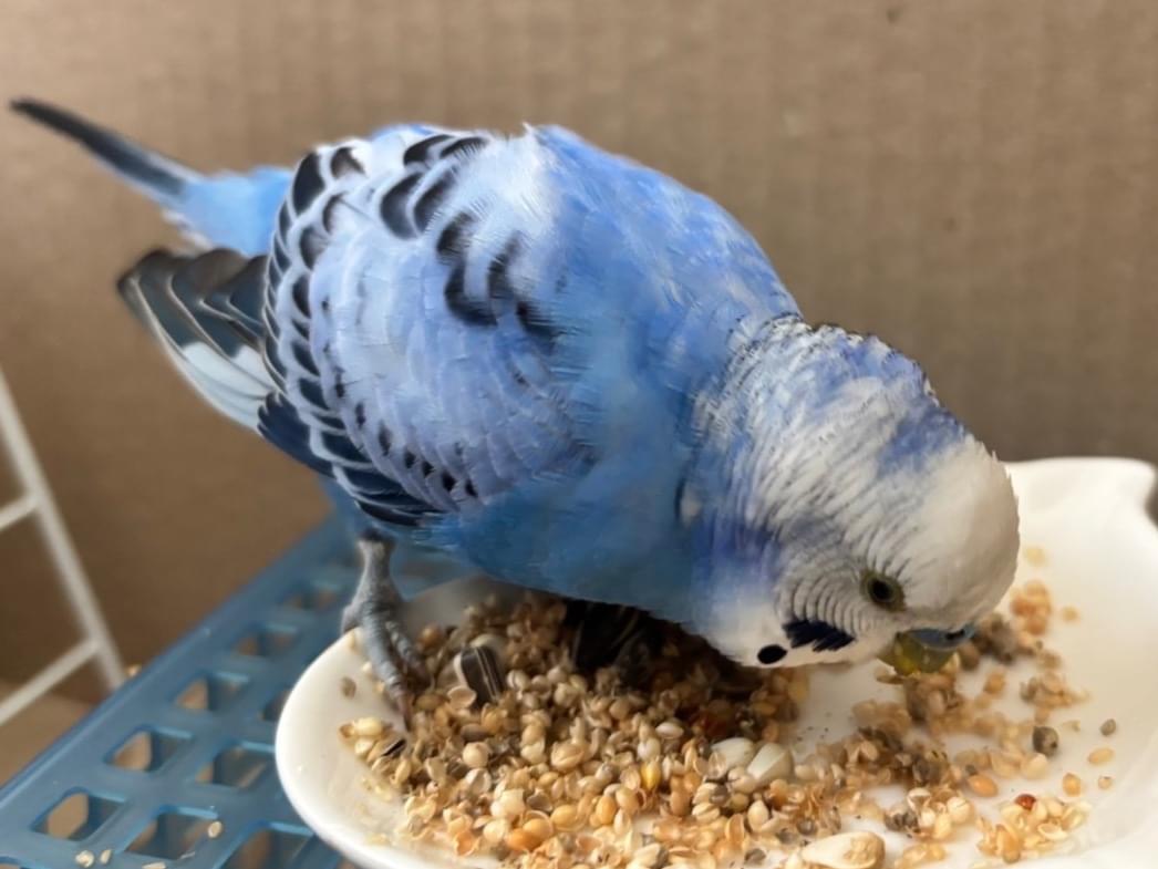 保護された鳥