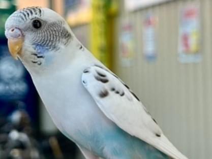 保護された鳥 保護された鳥