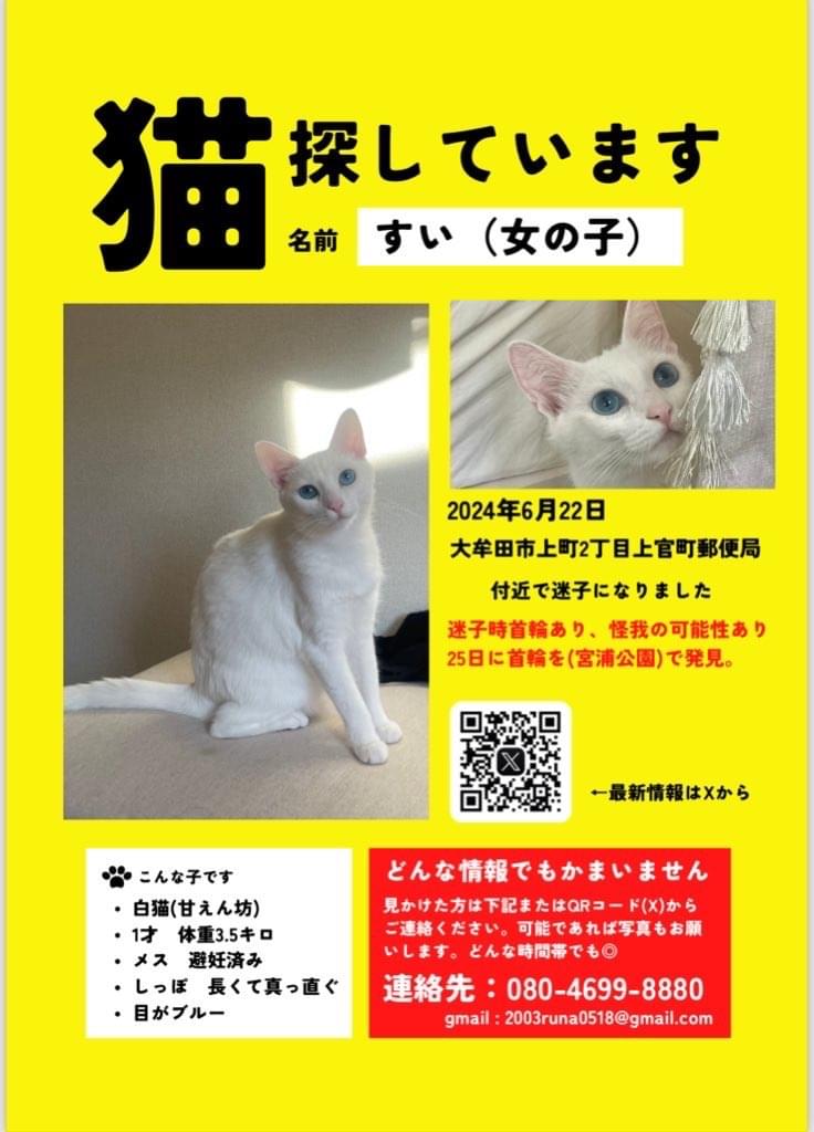 白猫、青い瞳のすいちゃん探しています