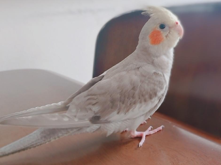 はるちゃん はるちゃん