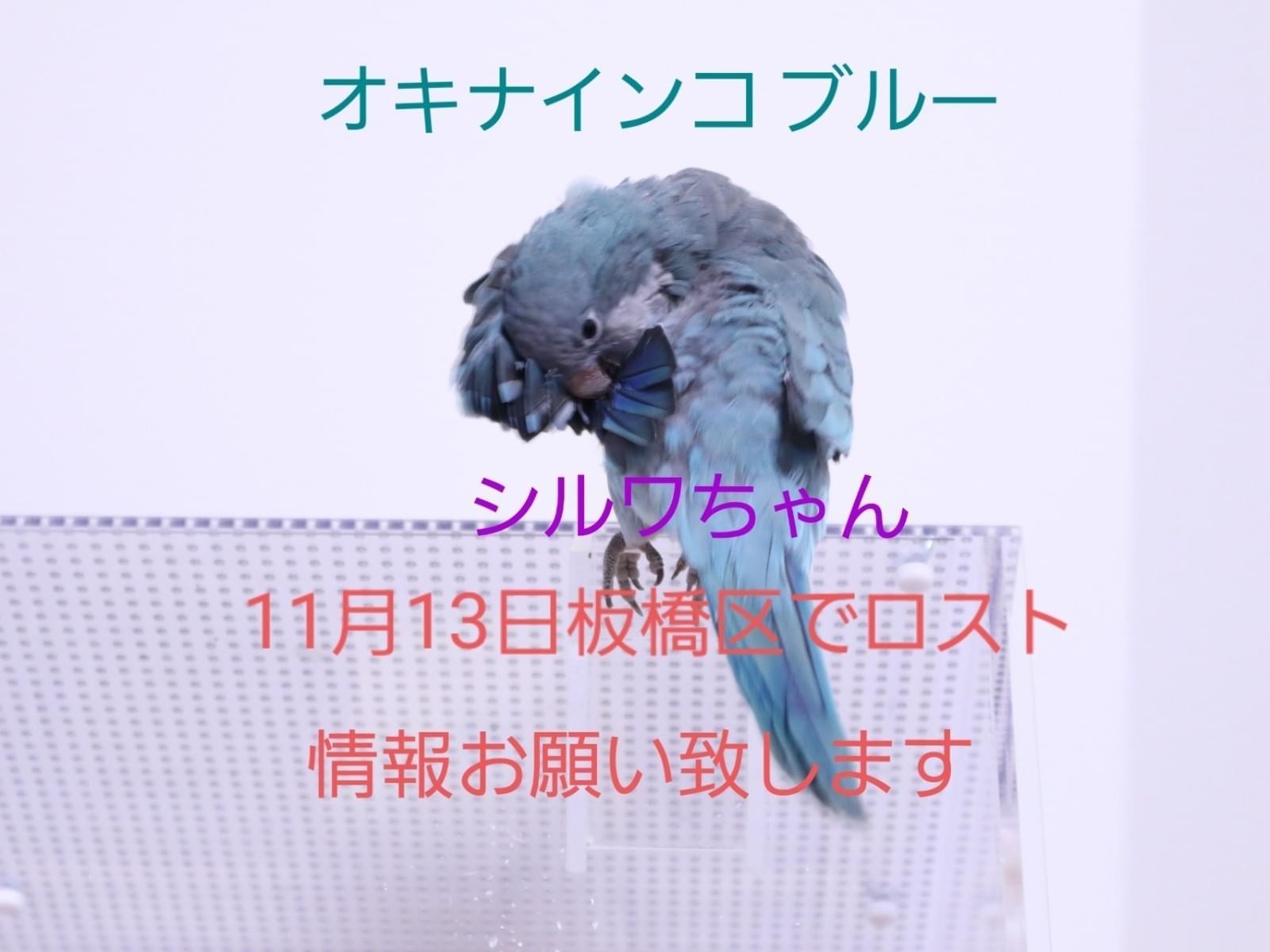 シルワちゃん シルワちゃん