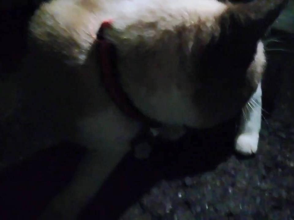 目撃された猫 目撃された猫
