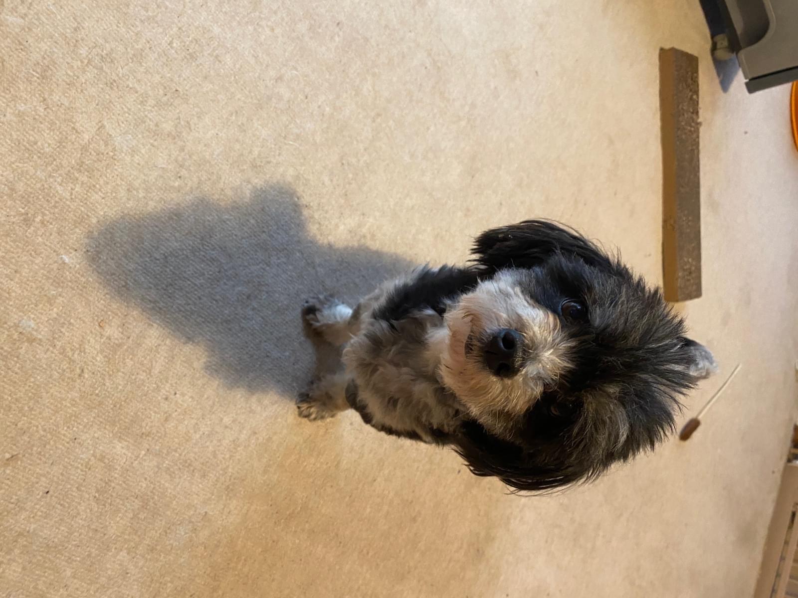 保護された犬 保護された犬
