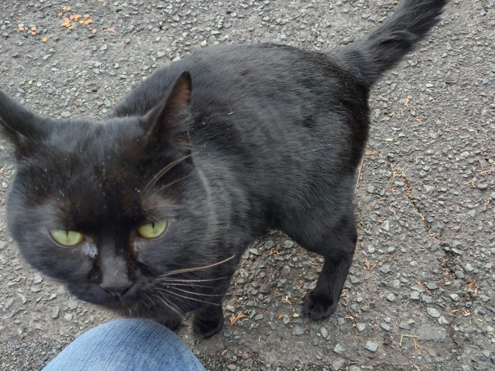 保護された猫 保護された猫