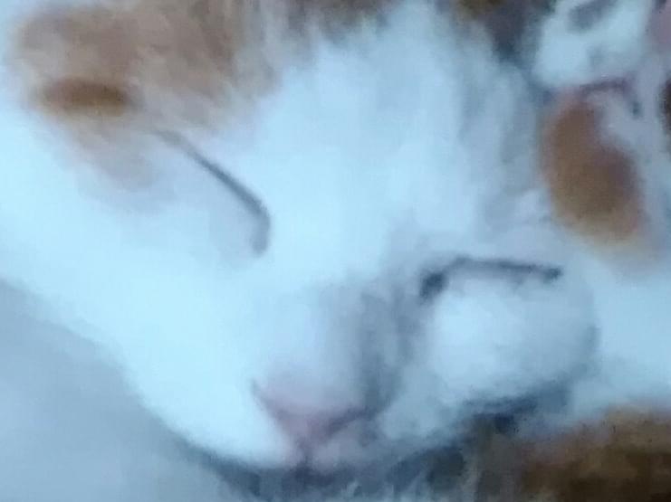 ちびこちゃん ちびこちゃん