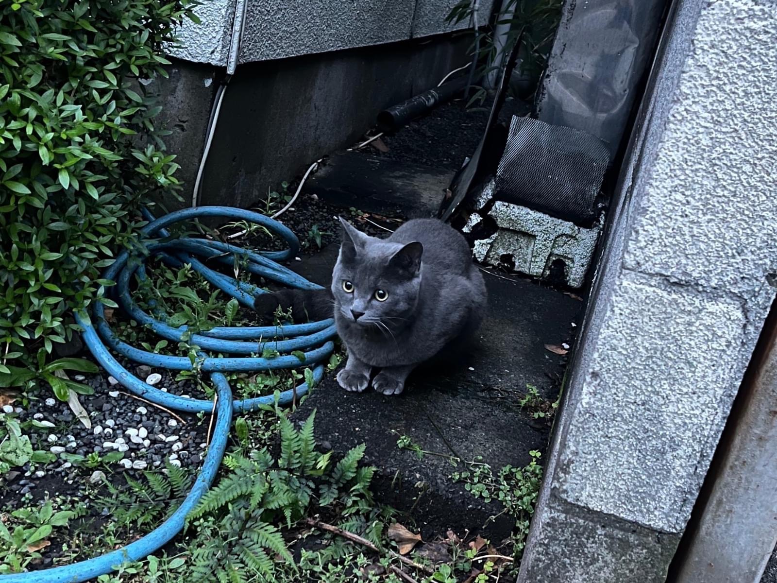 目撃された猫