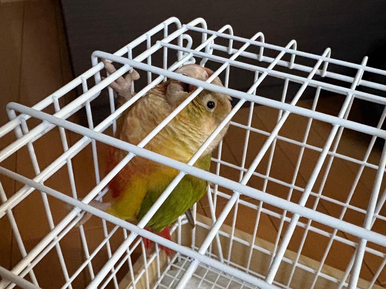 保護された鳥 保護された鳥