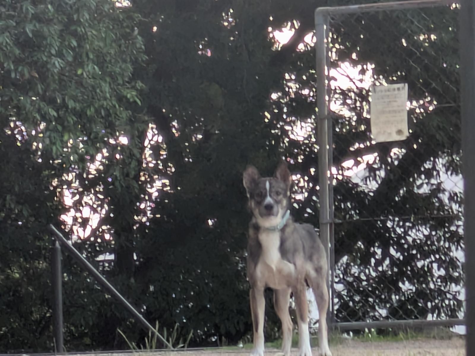 目撃された犬