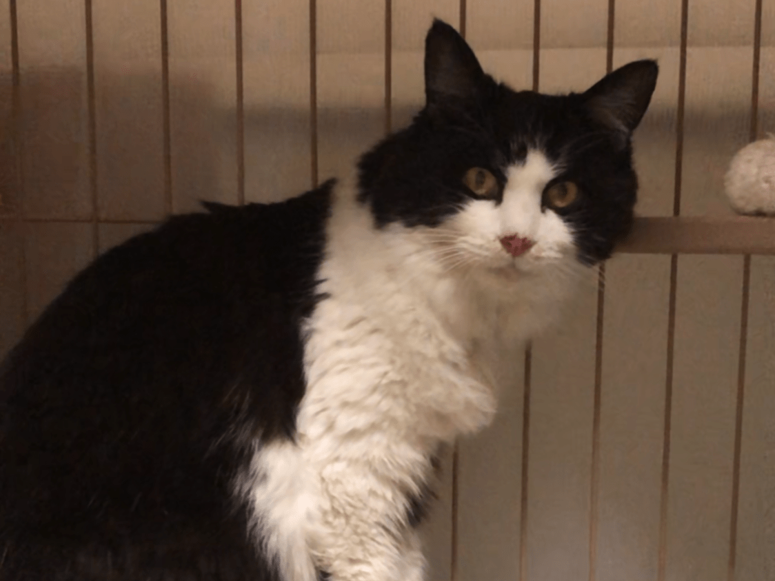 保護された猫 保護された猫