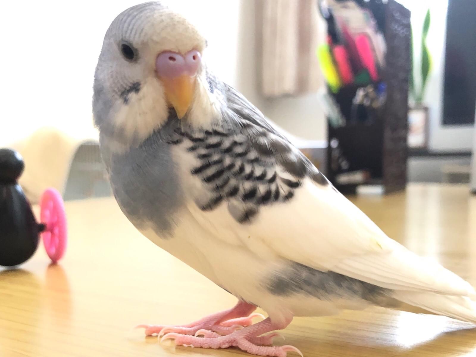 ちろちゃん ちろちゃん