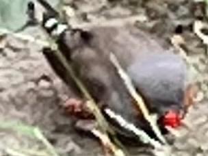 目撃された鳥 目撃された鳥