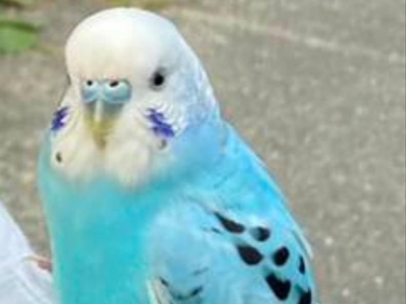 保護された鳥 保護された鳥