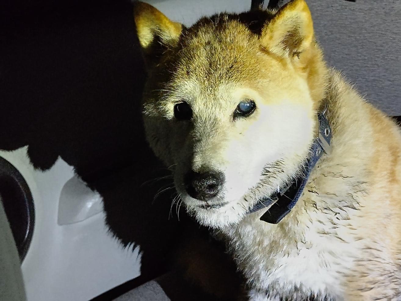保護された犬 保護された犬