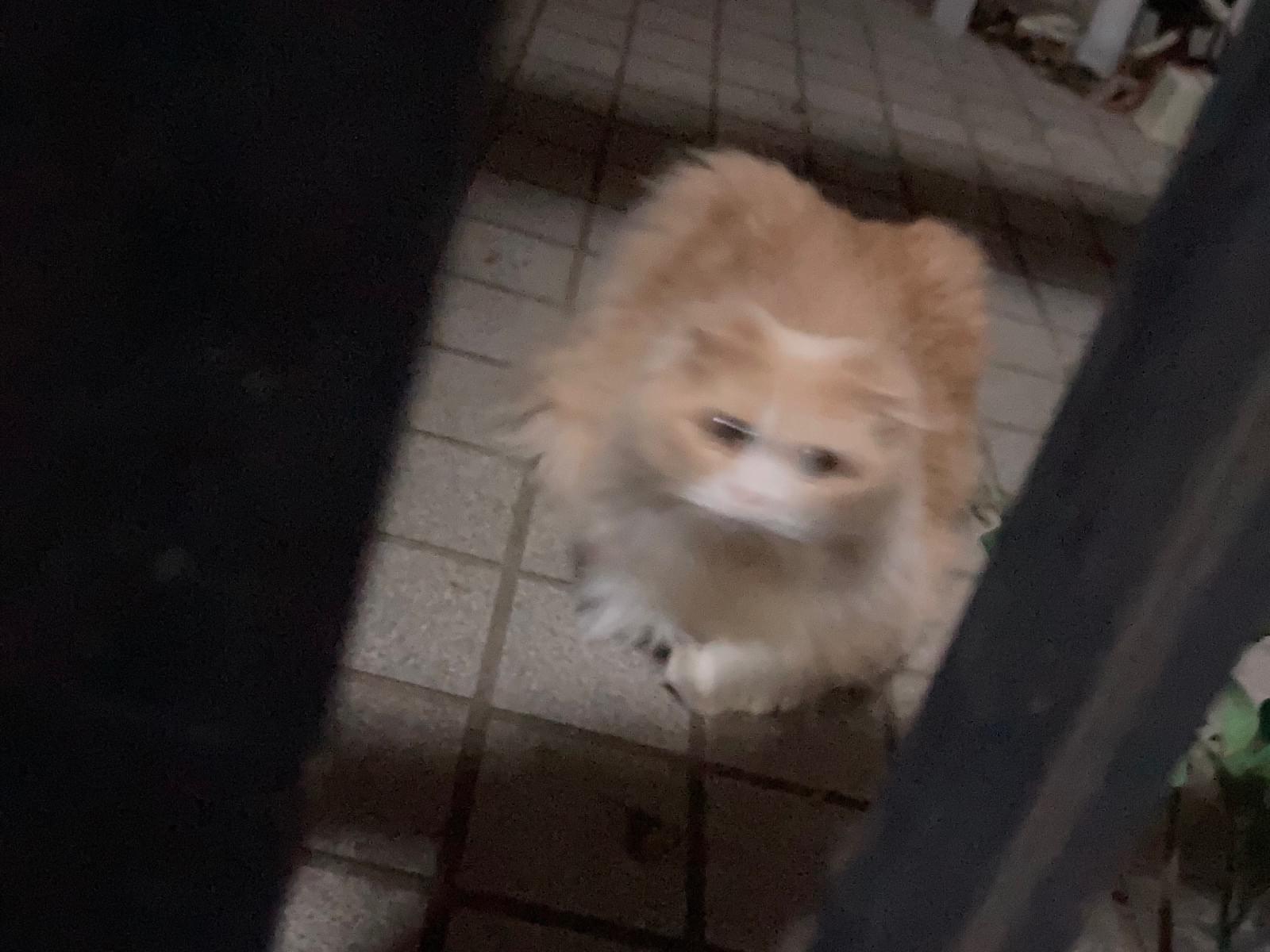 目撃された猫 目撃された猫