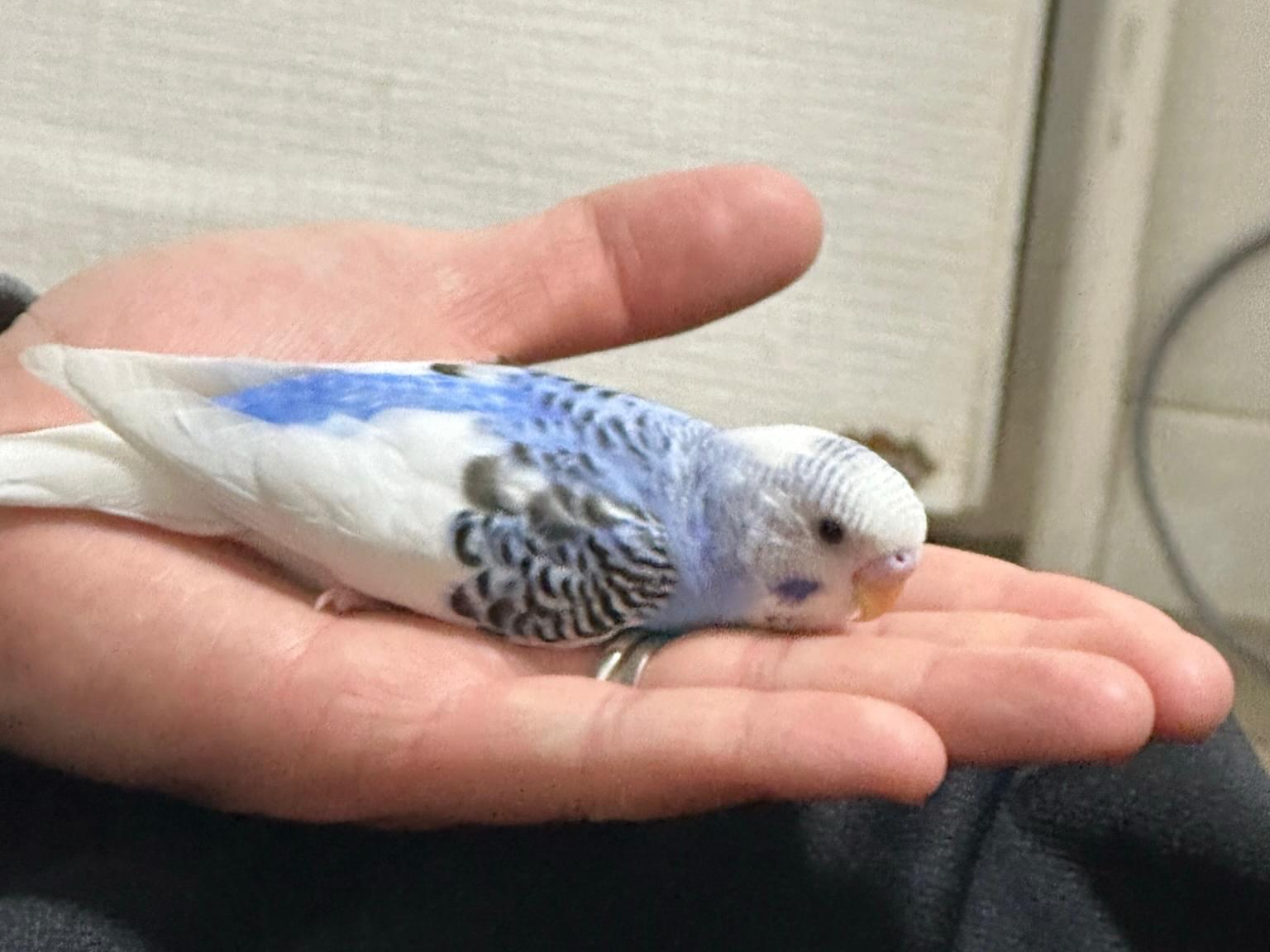 とっちゃん とっちゃん