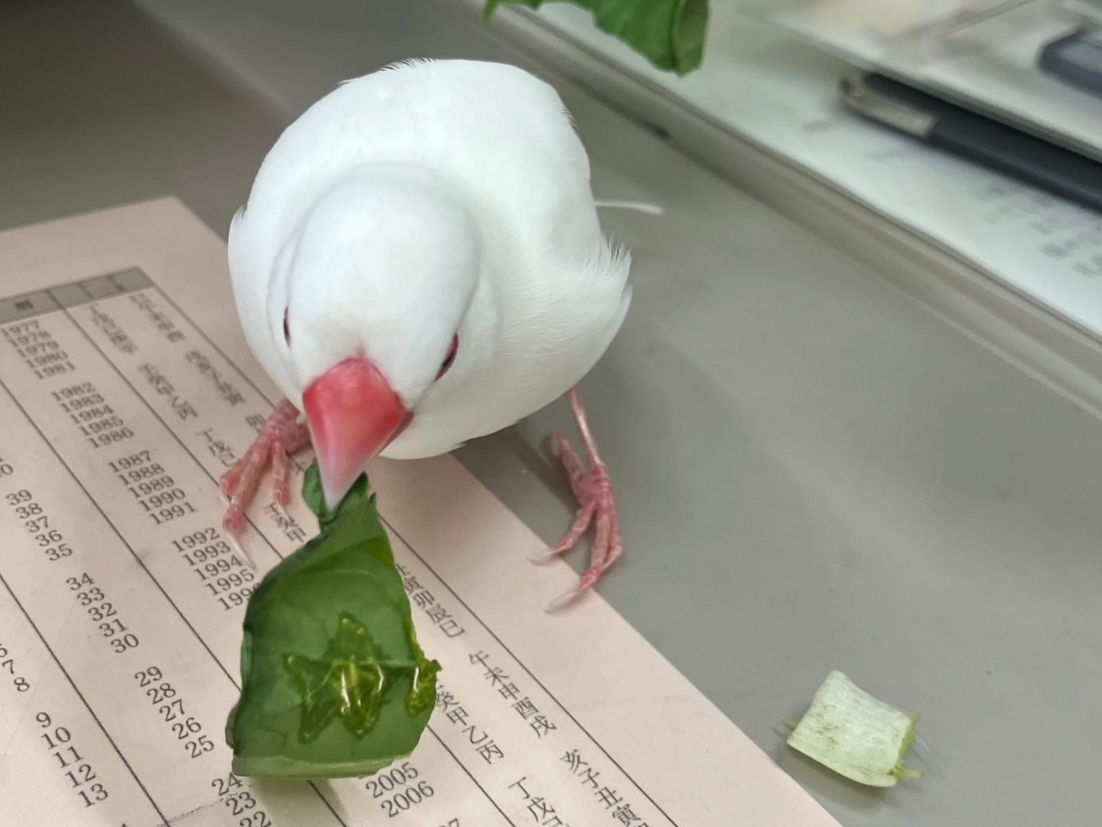 保護された鳥