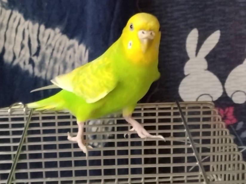 ナノちゃん
