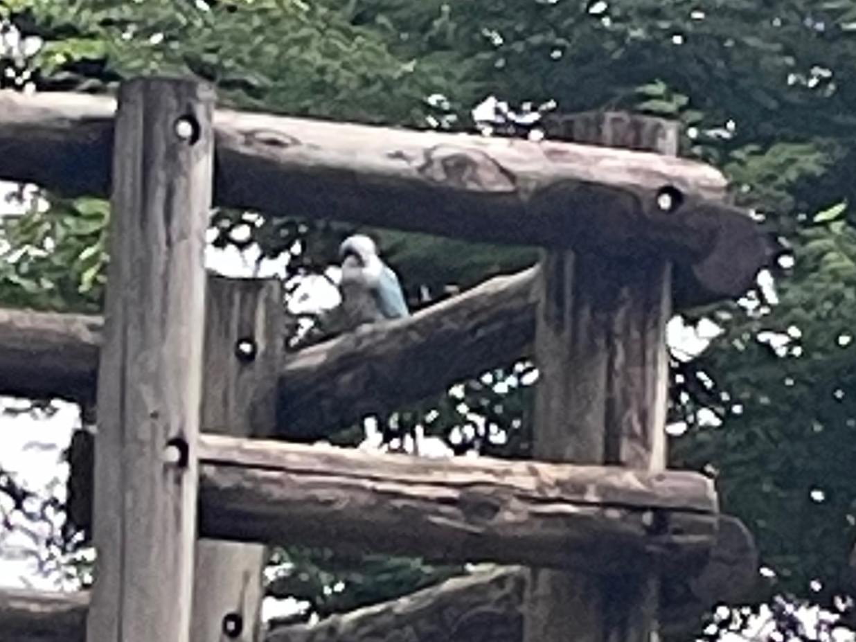 目撃された鳥