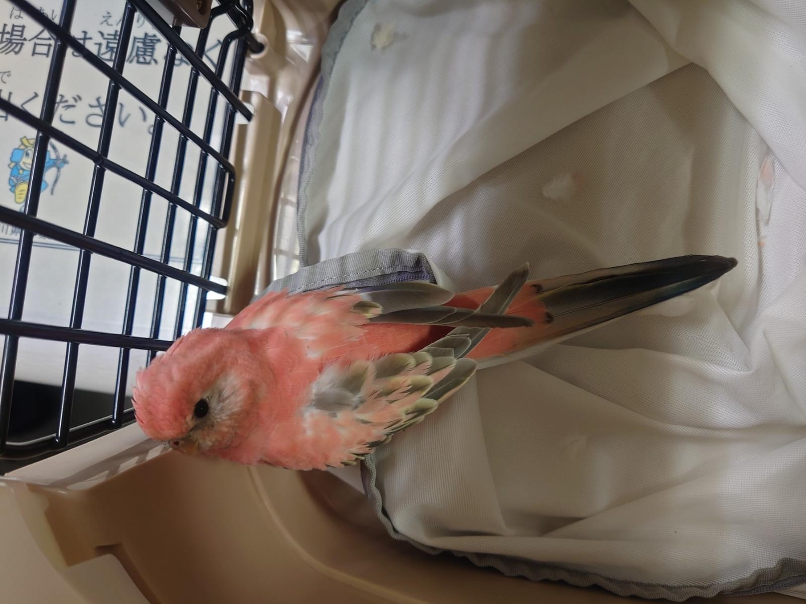 保護された鳥