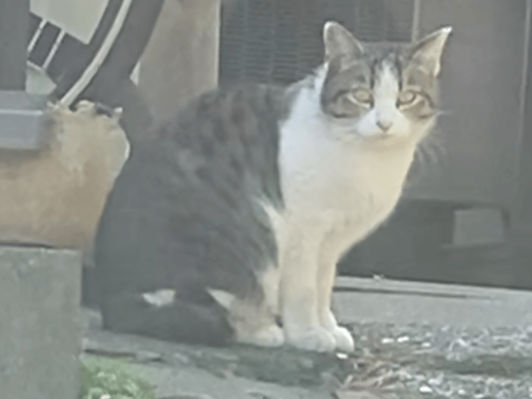 目撃された猫