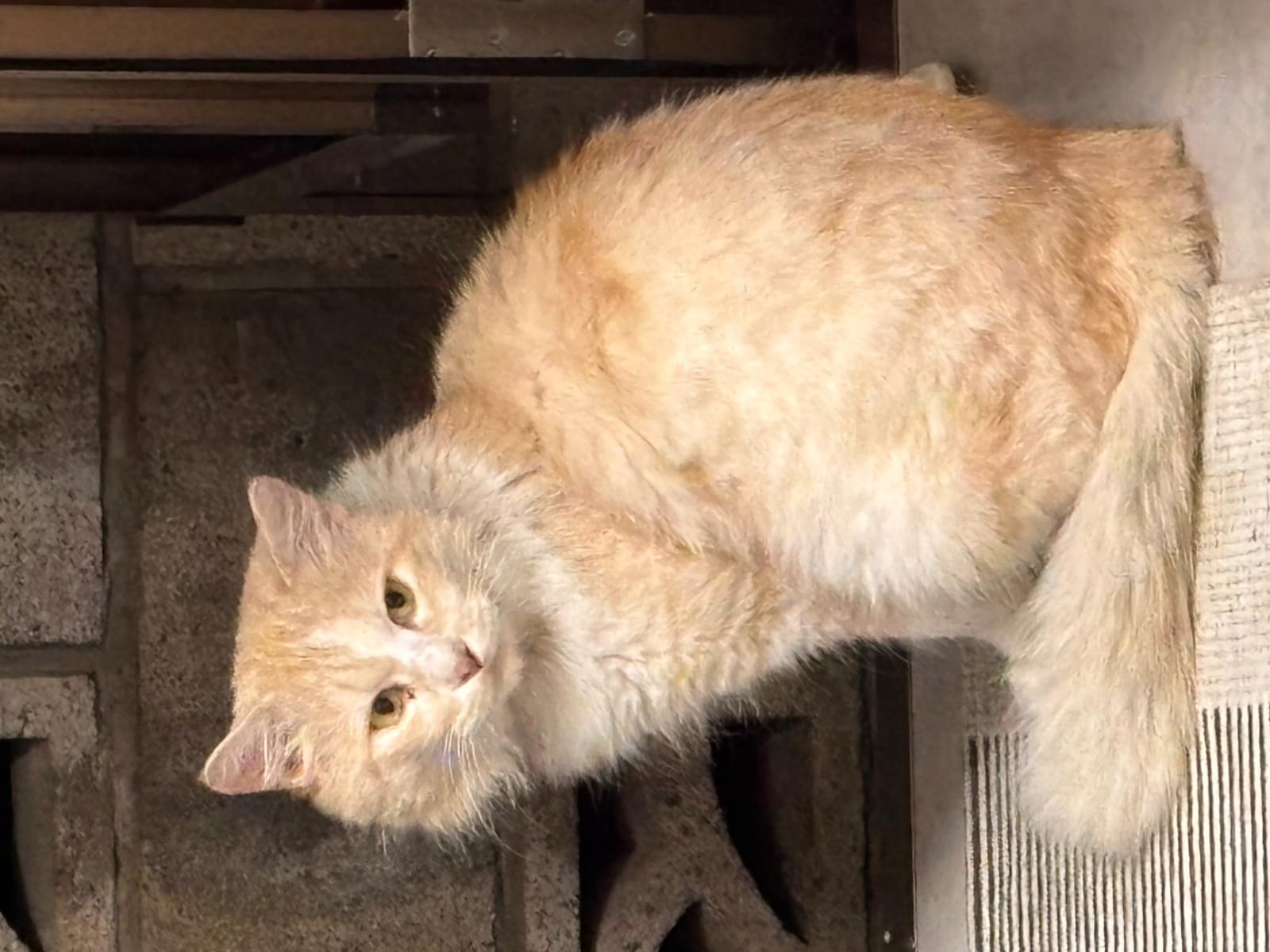 目撃された猫
