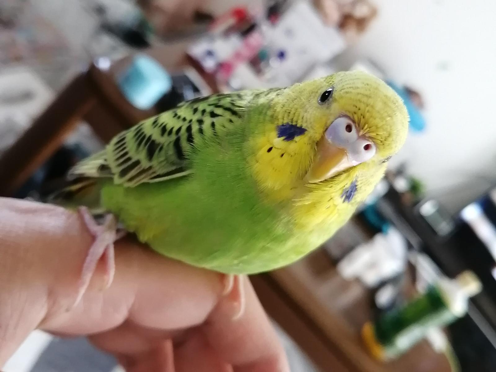 チコちゃん チコちゃん